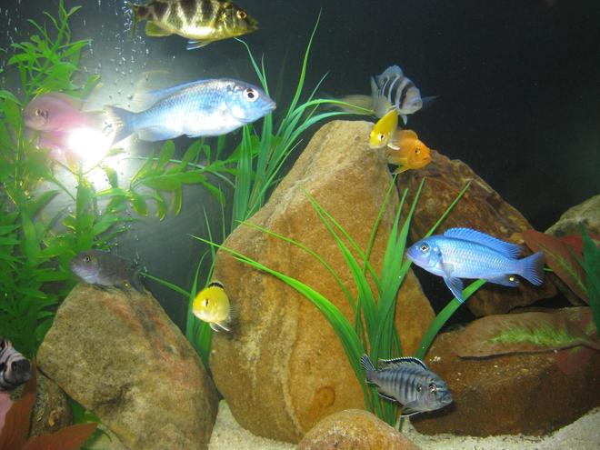 freshwater fish - cyrtocara moorii - blue dolphin cichlid stocking in 45 gallons tank - Some of the fish