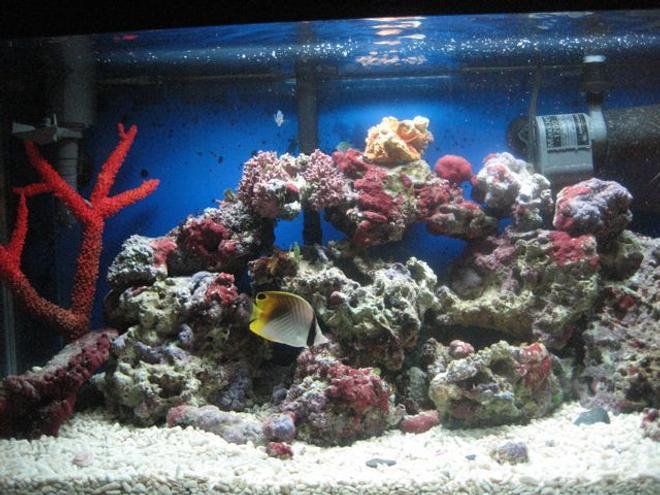 saltwater fish - chaetodon auriga - auriga butterflyfish stocking in 35 gallons tank - threadfin cruisin