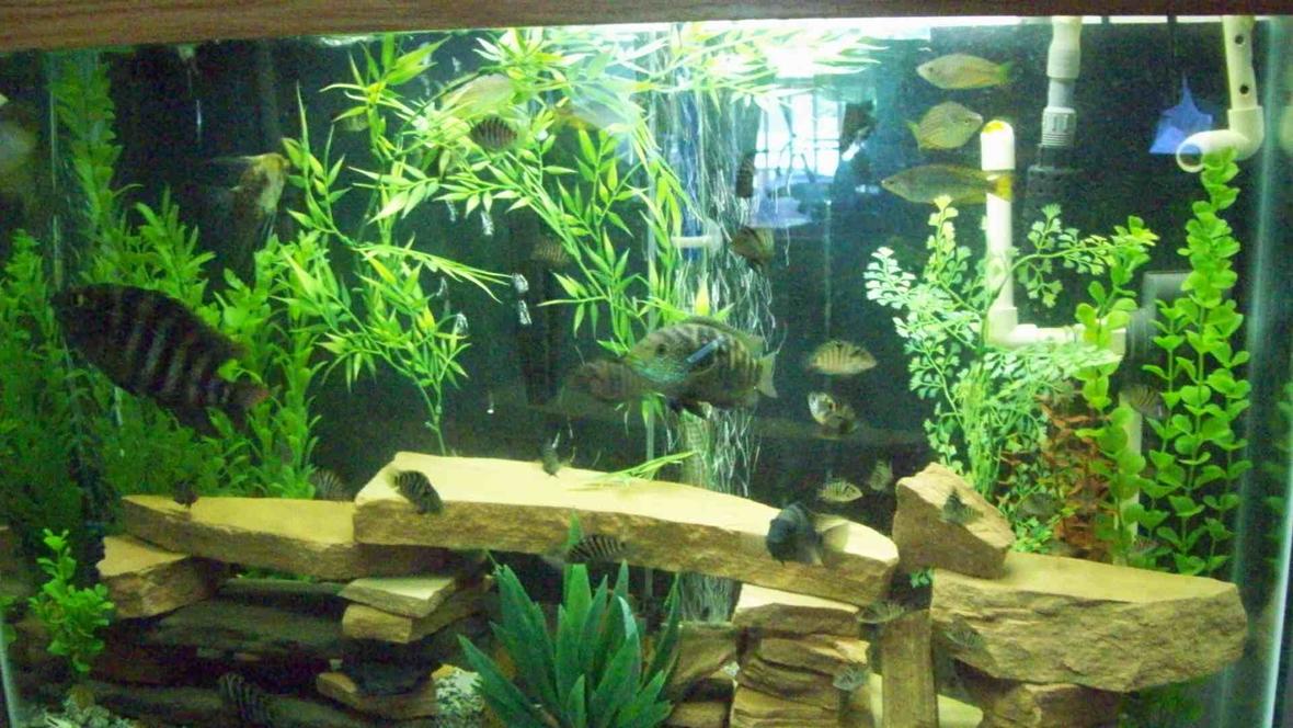 freshwater fish - archocentrus nigrofasciatus - black convict cichlid stocking in 45 gallons tank - 45gal tall, sandstone rock structure, crushed granite substrate($10 for 80 pounds at landscape supply), Undergravel jets for good water movement. Way too many fish in tank, overrun w/baby Convicts! I have a massive amount of filtration so my PH, Ammonia levels etc. are always good. If anybody can tell me what the big fish at the left side of the tank is, i'd really like any opinions!