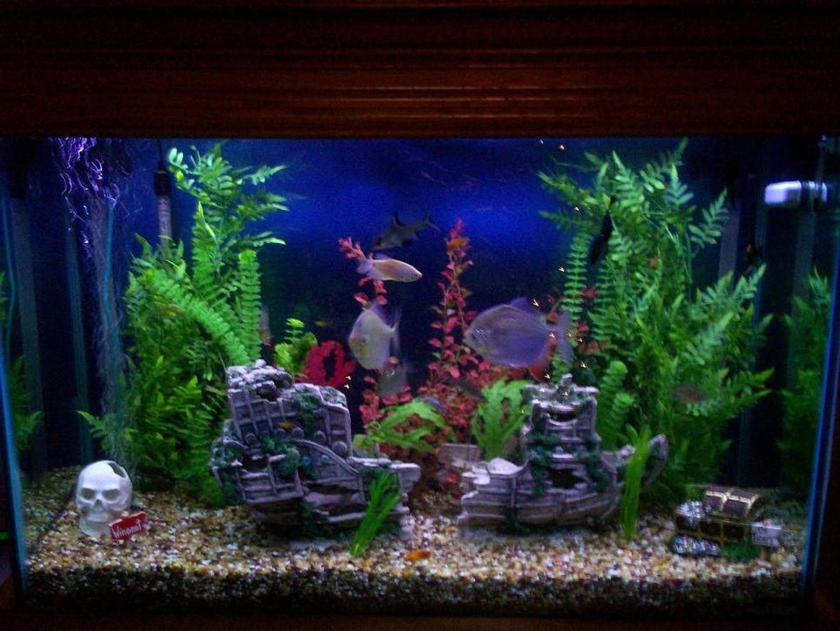 110 gallons freshwater fish tank (mostly fish and non-living decorations) - Our 110 Gallon Freshwater Tank.