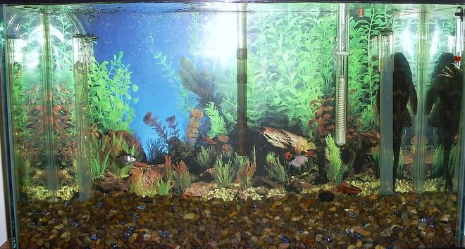 freshwater fish - glyptoperichthys gibbiceps - sailfin pleco (l-83) stocking in 29 gallons tank - 29 gallon