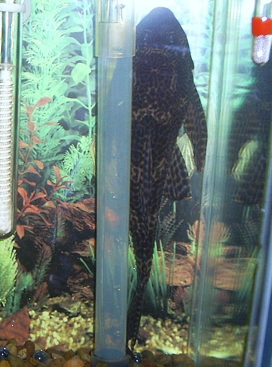 freshwater fish - glyptoperichthys gibbiceps - sailfin pleco (l-83) stocking in 29 gallons tank - 11 1/2 in algea eater. almost 4 yrs old
