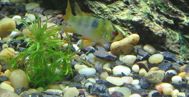 freshwater fish - papiliochromis ramirezi - german blue ram stocking in 40 gallons tank - Female German Blue Ram