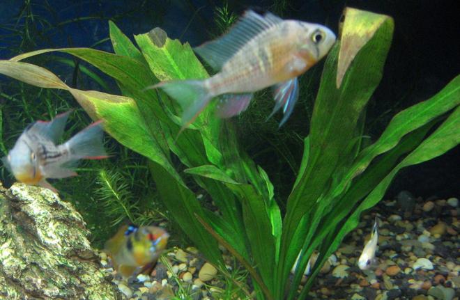 freshwater fish - papiliochromis ramirezi - german blue ram stocking in 40 gallons tank - 3 of my dwarf Cichlids