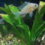 freshwater fish - papiliochromis ramirezi - german blue ram stocking in 40 gallons tank - 3 of my dwarf Cichlids