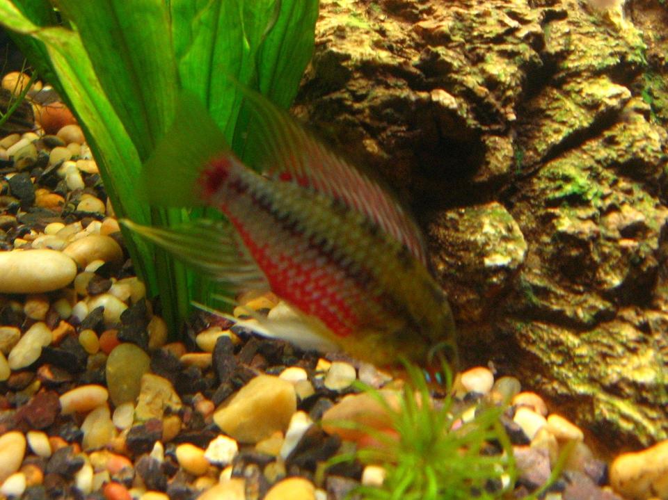 freshwater fish - apistogramma hongsloi - redstripe dwarf cichlid stocking in 40 gallons tank - Apistogramma Hongsloi at full mast