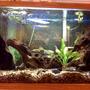 29 gallons freshwater fish tank (mostly fish and non-living decorations) - my tank