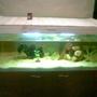 70 gallons planted tank (mostly live plants and fish) - Tank is 1 Month old, Planted waiting for tank to growin