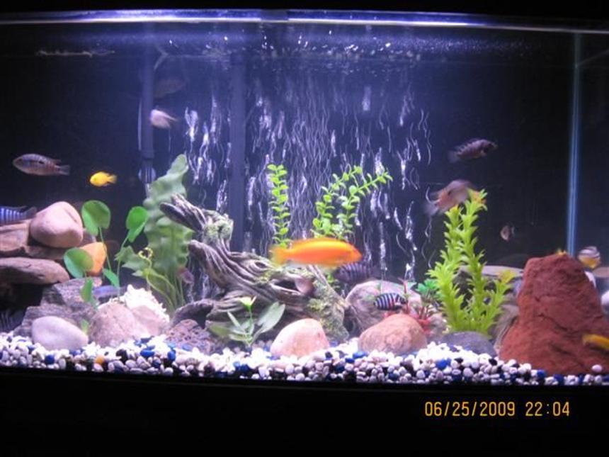 Rated #2341: 40 Gallons Freshwater Fish Tank - My 40 gal.