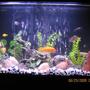 40 gallons freshwater fish tank (mostly fish and non-living decorations) - My 40 gal.