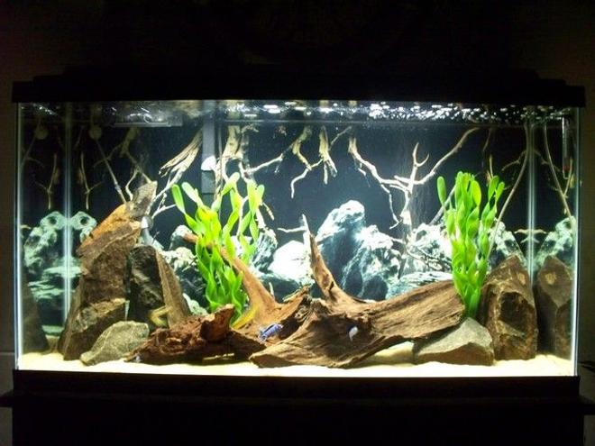 freshwater fish tank (mostly fish and non-living decorations) - My 38 gal. tank with Demasoni cichlids, Bumblebee krabro cichlids, and Red Zebra cichlids. Basalt rocks, real driftwood and fake plants. Silica sand substrate, sponge filter and penguin bio wheel filtration.