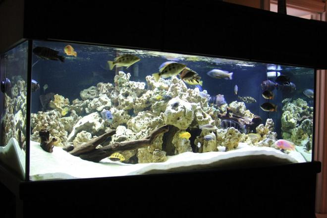 300 gallons freshwater fish tank (mostly fish and non-living decorations) - This has been a long work in progress I raised most of these guys in a 90g and have recently upgraded to this. It took a lot of Time getting the rockwork all to my liking. I will try to keep this updated as I make changes. Thank You for Looking. The tank is 72"x 36"x 27" Tall