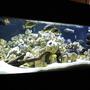 300 gallons freshwater fish tank (mostly fish and non-living decorations) - This has been a long work in progress I raised most of these guys in a 90g and have recently upgraded to this. It took a lot of Time getting the rockwork all to my liking. I will try to keep this updated as I make changes. Thank You for Looking. The tank is 72"x 36"x 27" Tall