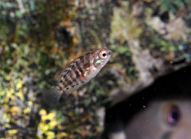 freshwater fish - archocentrus nigrofasciatus - black convict cichlid stocking in 45 gallons tank - Baby striped convict about five weeks old