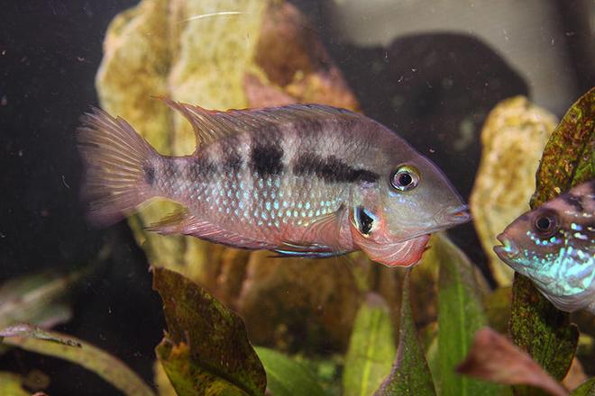 freshwater fish - thorichthys meeki - firemouth cichlid stocking in 45 gallons tank - Firemouth agressing my Jack Dempsey