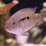 freshwater fish - nandopsis octofasciatum - jack dempsey stocking in 45 gallons tank - Jack Dempsey