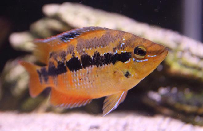 freshwater fish - nandopsis salvini - salvini cichlid stocking in 45 gallons tank - Salvini