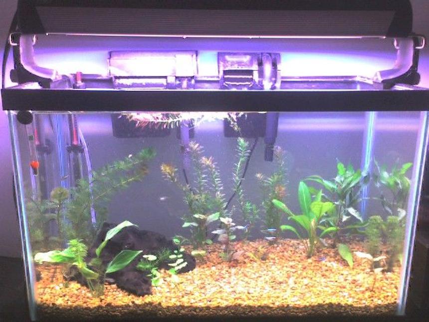 Rated #243: 20 Gallons Planted Tank - 20 gal tank newly arranged