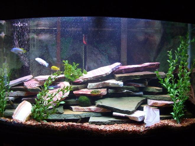 46 gallons freshwater fish tank (mostly fish and non-living decorations) - My 46 gal bowfront tank