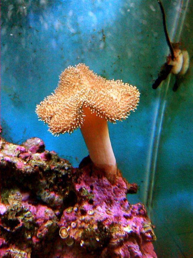 corals inverts - sarcophyton sp. - toadstool mushroom leather coral stocking in 55 gallons tank - toad stool leather