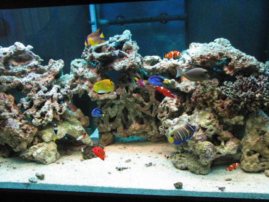 Rated #1: 125 Gallons Saltwater Fish Tank - 125 G with over 100 pounds live rocks.30G sump. ASM G 2 skimmer.with various fishes Queen, Flame, Naso Tang, Blue face, fox face, nemos, dories, box...etc.......