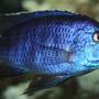 freshwater fish - copadichromis azureus - azureus cichlid stocking in 300 gallons tank - Copidachromis Azeurus