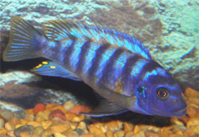 freshwater fish - labeotropheus fuelleborni - fuelleborni cichlid, marmalade stocking in 55 gallons tank - Unknown Mature Male African Cichlid, Breed Is Unknown, If You know Please Advise.