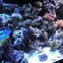 fish tank picture - more..