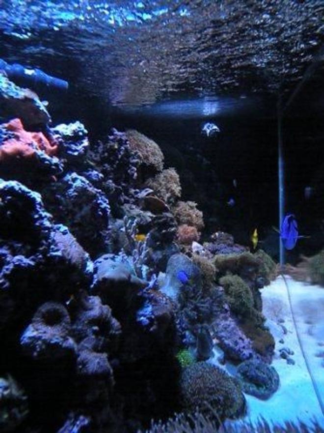 corals inverts - actinodiscus sp. - mushroom stocking in 150 gallons tank - Side View