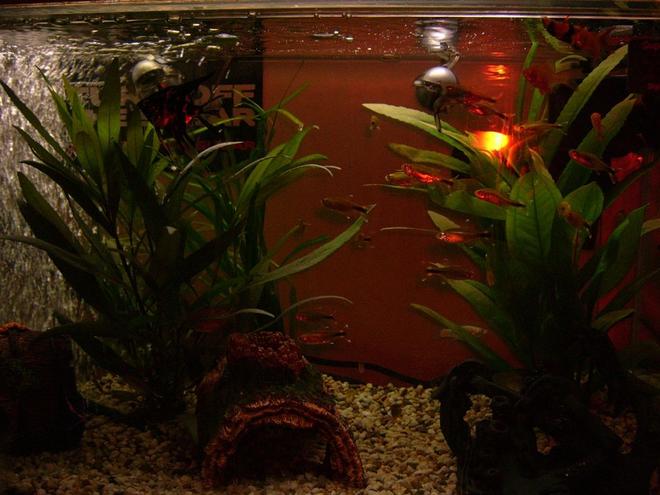 freshwater fish - hasemania nana - silver tip tetra stocking in 57 gallons tank - new tank and fish in dark