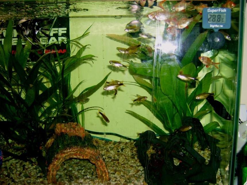 Rated #202: Freshwater Fish - Hasemania Nana - Silver Tip Tetra Stocking In 57 Gallons Tank - another new set up fish picture (sorry about the flash in the middle guys)