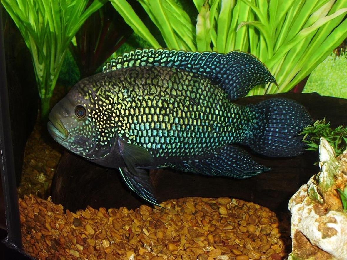 freshwater fish - nandopsis octofasciatum - jack dempsey stocking in 75 gallons tank - Jack Dempsey