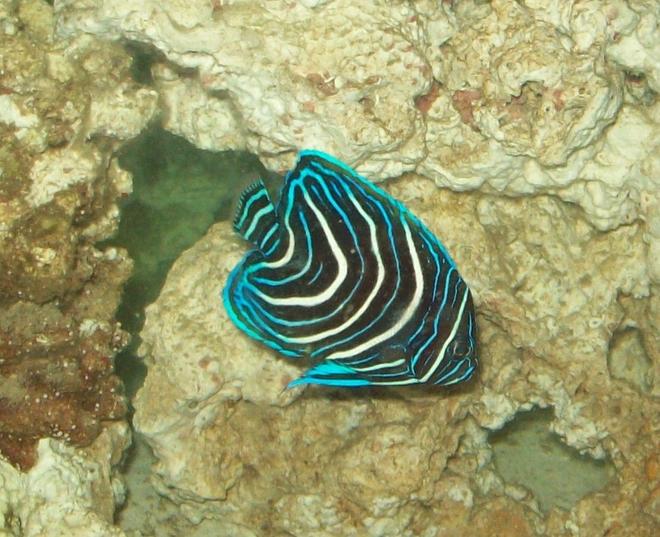 saltwater fish - pomacanthus semicirculatus - koran angelfish stocking in 55 gallons tank - New Blue Koran Angelfish
New2hobby