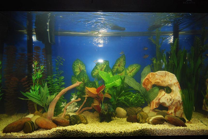 Rated #1579: 30 Gallons Freshwater Fish Tank - 30 Gal