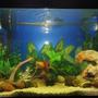 30 gallons freshwater fish tank (mostly fish and non-living decorations) - 30 Gal