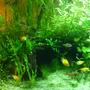 135 gallons planted tank (mostly live plants and fish) - tank1