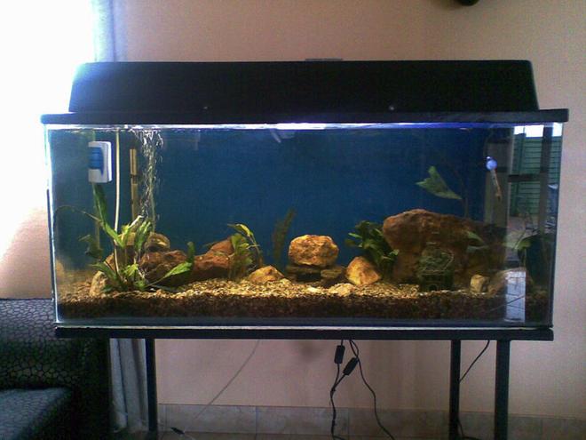 70 gallons freshwater fish tank (mostly fish and non-living decorations) - This is my tank way back in December last year. At the time it just had two internal filters, 2X airstones, the heater you see at the back and what was left of the plants after the malawis had a go at them. Had just taken out the Malawais, and was still thinking of how to scape it, what filters to put and most of all trying to get ready for my oscars! Will put up more pictures of what it looks like now