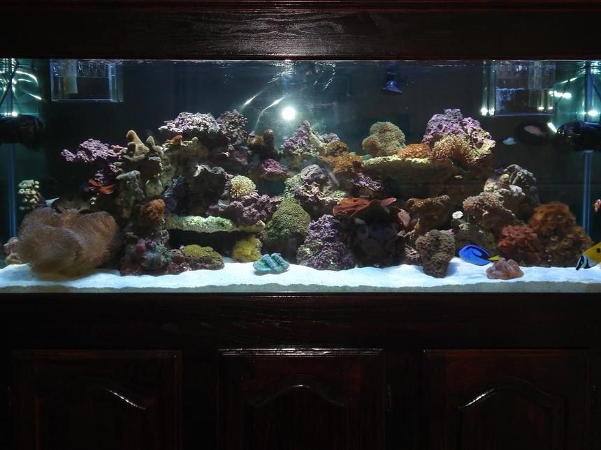 Rated #53: 110 Gallons Reef Tank - 110 G Mixed Reef Tank