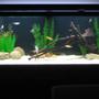 fish tank picture - Another view