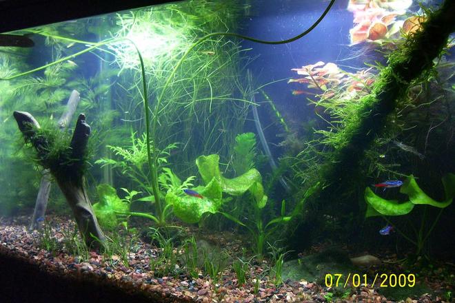 10 gallons planted tank (mostly live plants and fish) - My 10 gallon