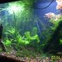 10 gallons planted tank (mostly live plants and fish) - My 10 gallon