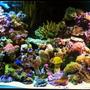 150 gallons reef tank (mostly live coral and fish) - My Reef Tank