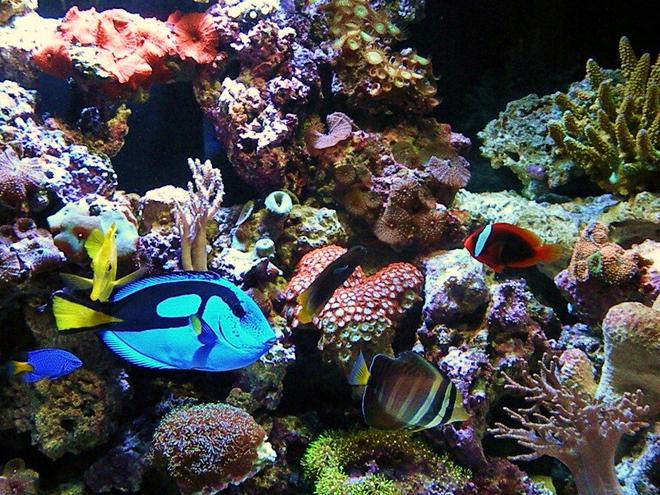 saltwater fish - paracanthurus hepatus - blue tang stocking in 150 gallons tank - Band Of Brothers