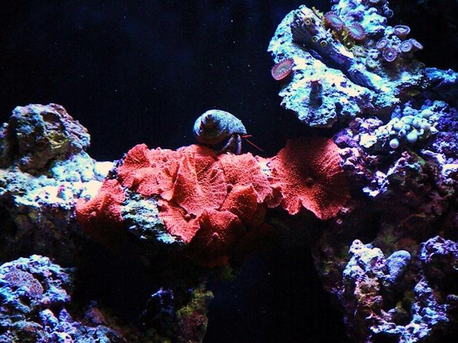 corals inverts - actinodiscus sp. - red mushroom stocking in 150 gallons tank - surfing tru the red wave.