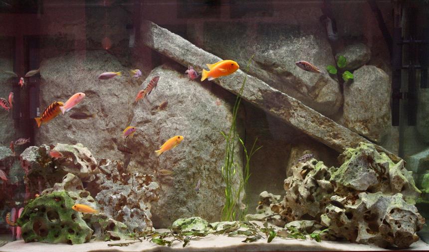 Rated #104: Freshwater Fish - Pseudotropheus Estherae - Red Zebra Cichlid Stocking In 150 Gallons Tank - 150 gallon mixed african cichlid tank.