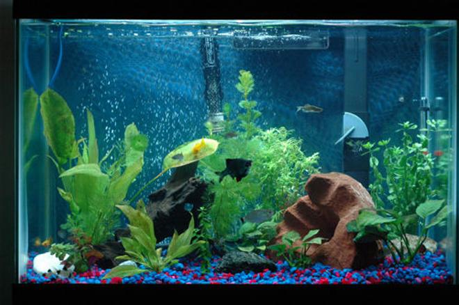 20 gallons planted tank (mostly live plants and fish) - 7 month old 20g as of 7/3/09. Feedback is appreciated. Dwarf Gourami, Zebra Danios, Cherry Barbs, Green Barbs, Gold Mollies, Panda Catfish, Red eye Tetras, and Siamese algae eaters.