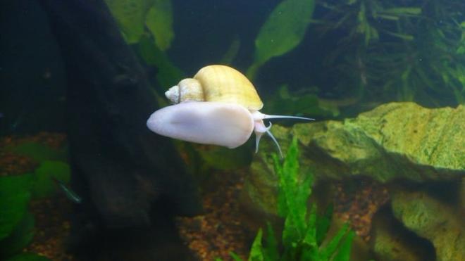 corals inverts - nassarius distortus - super tongan nassarius snail stocking in 60 gallons tank - A happy snail is a big snail!