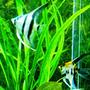 freshwater fish - pterophyllum sp. - koi angel stocking in 60 gallons tank - My two Angels!