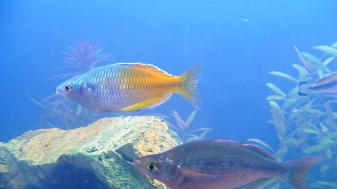 freshwater fish - melanotaenia boesemani - boesemani rainbow stocking in 60 gallons tank - Bosemani Rainbow