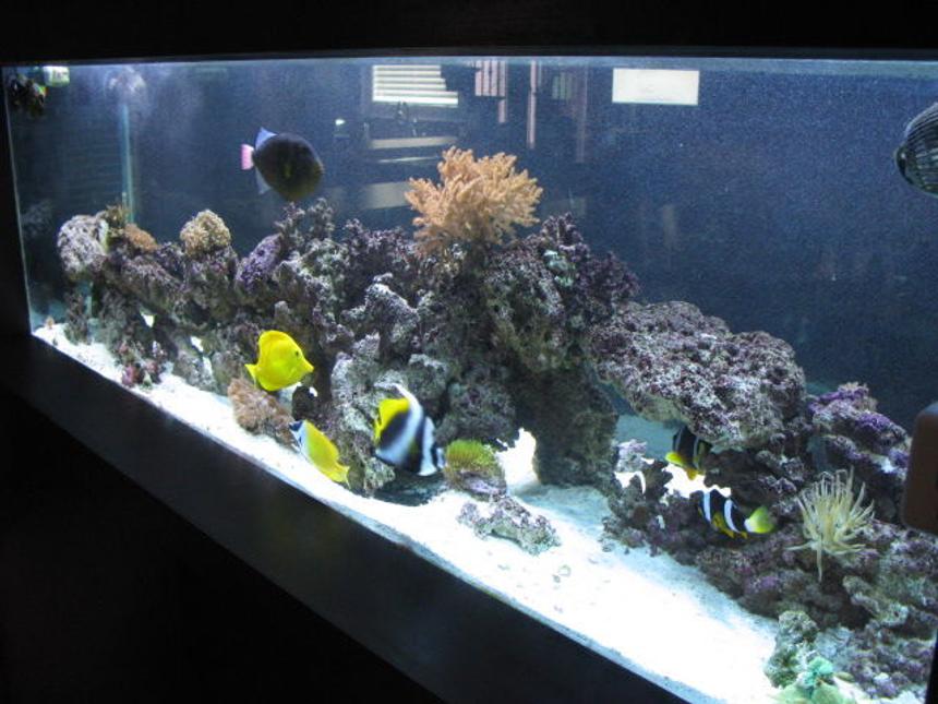 Rated #8: 180 Gallons Saltwater Fish Tank - View Of The Aquarium